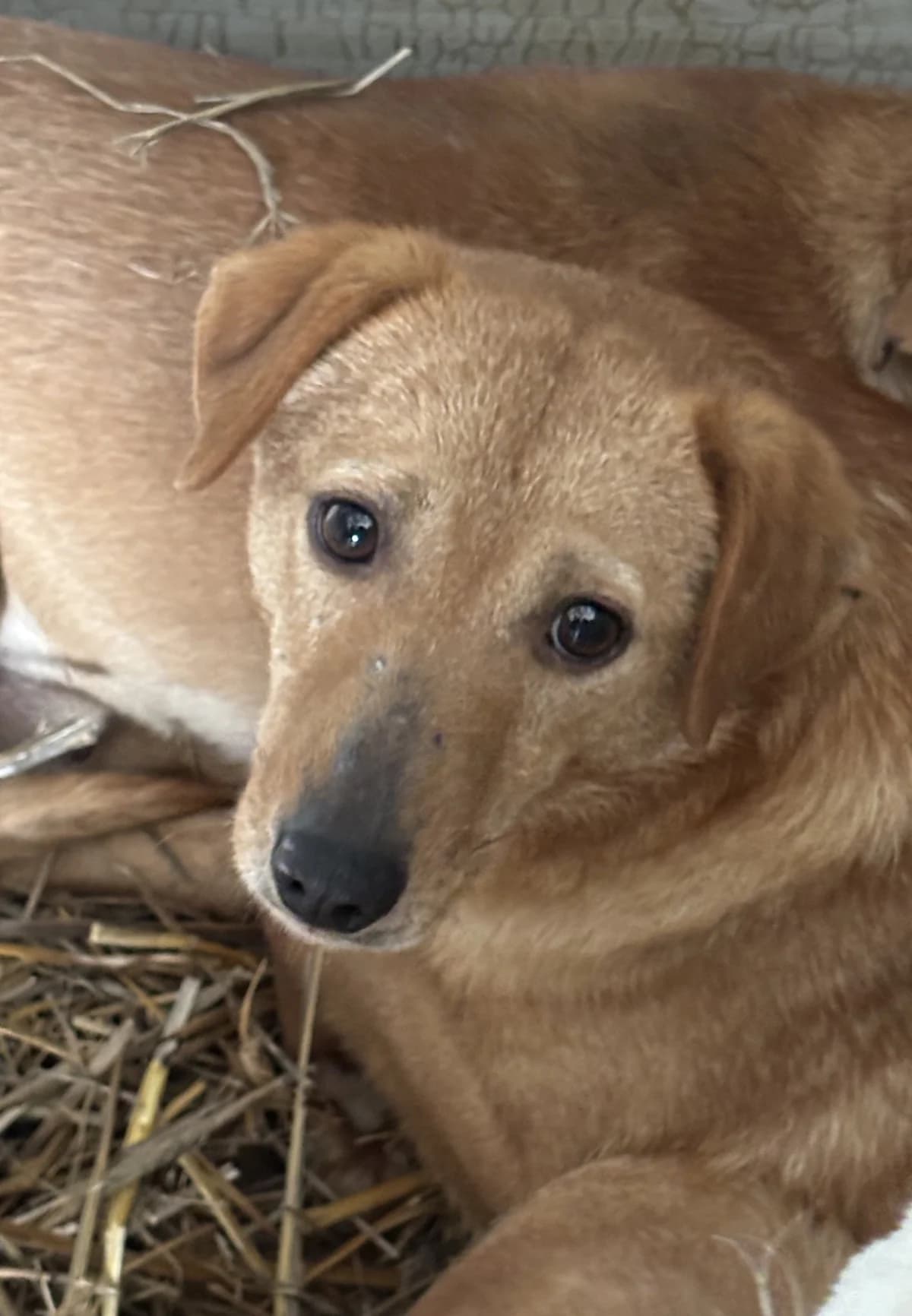 Alvi, male senior Mixed Breed for adoption at Seelen für Seelchen e.V., Alfter