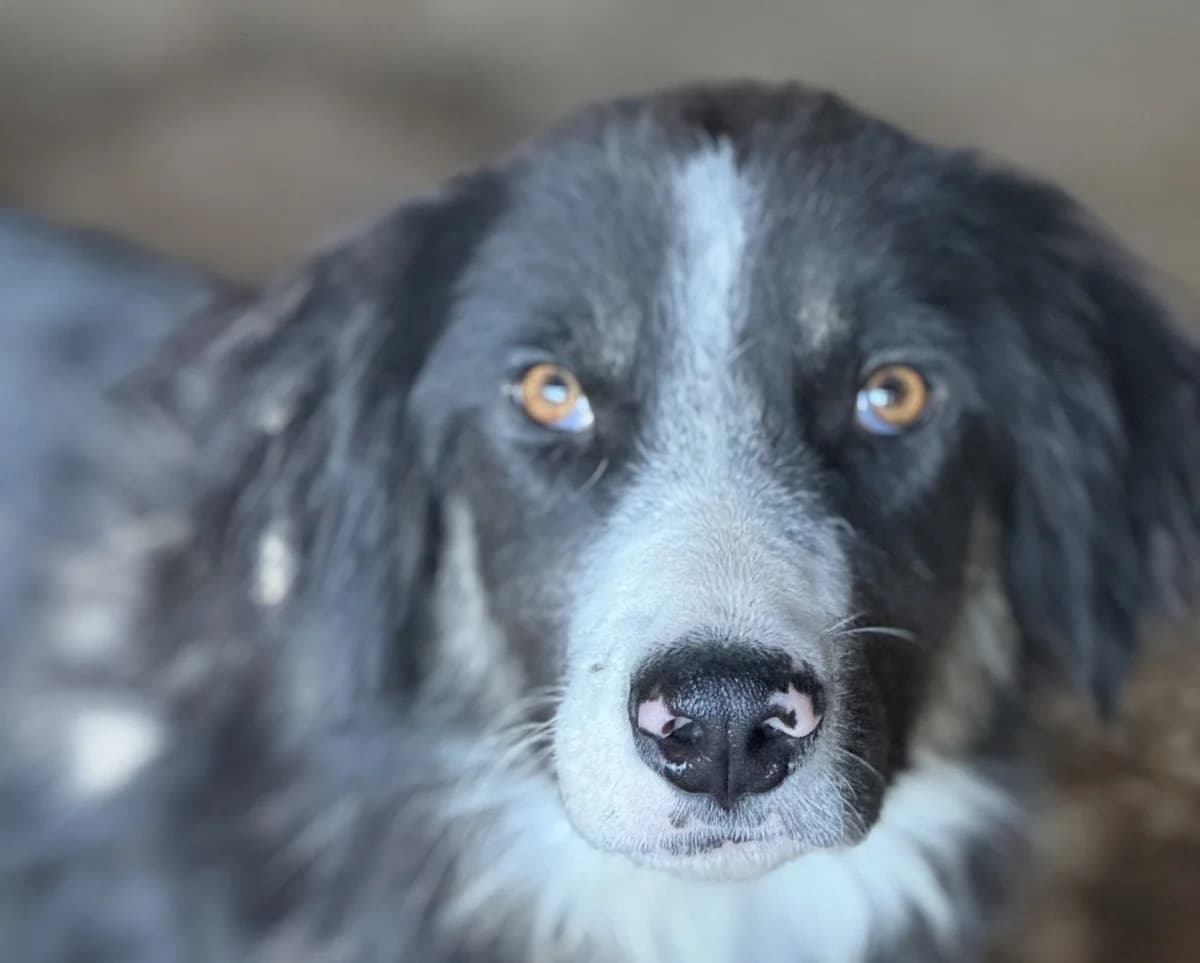 Rune J, male senior Mixed Breed for adoption at Seelen für Seelchen e.V., Alfter