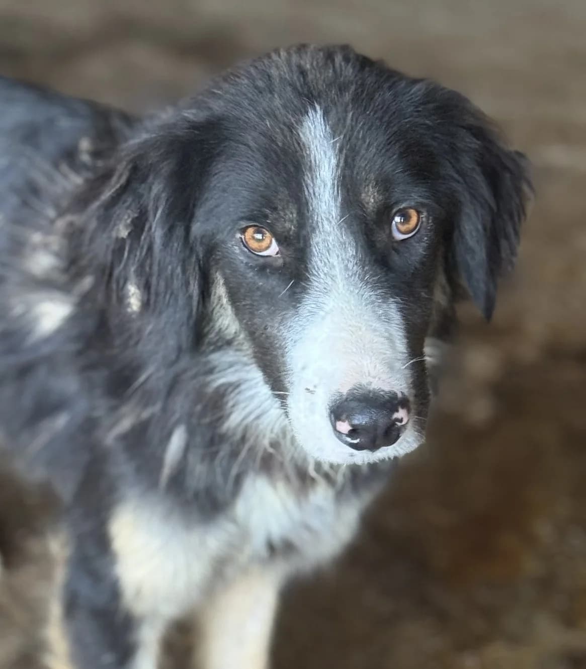 Rune J, male senior Mixed Breed for adoption at Seelen für Seelchen e.V., Alfter