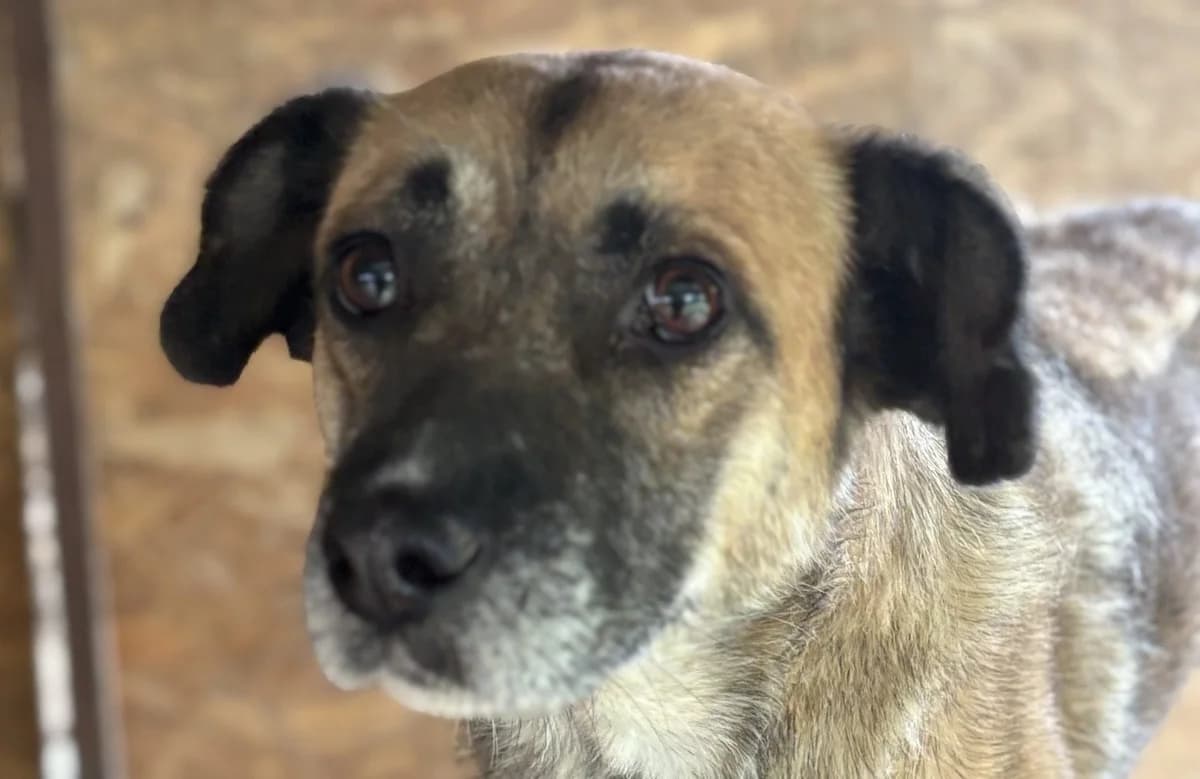 Kadek, male senior Mixed Breed for adoption at Seelen für Seelchen e.V., Alfter