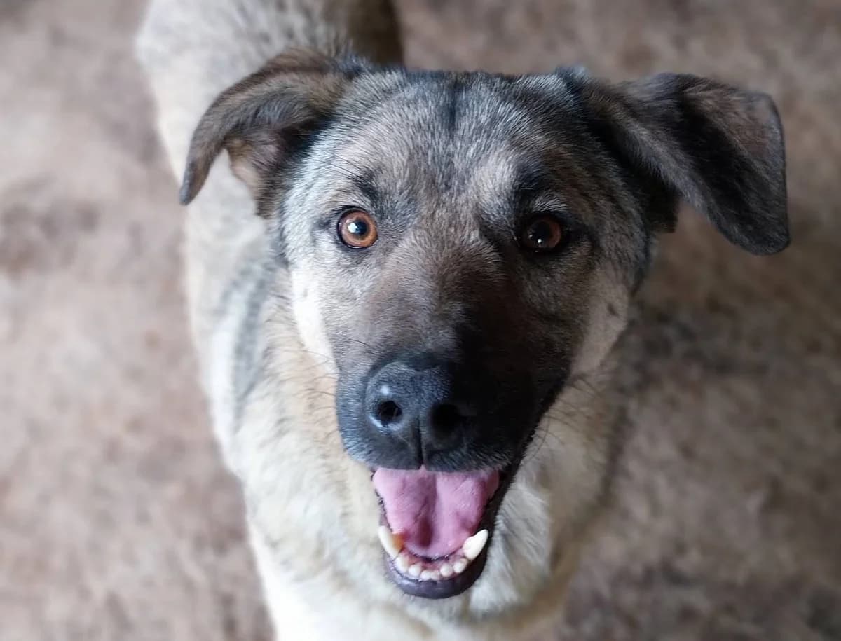 Leopold, male senior Mixed Breed for adoption at Seelen für Seelchen e.V., Alfter