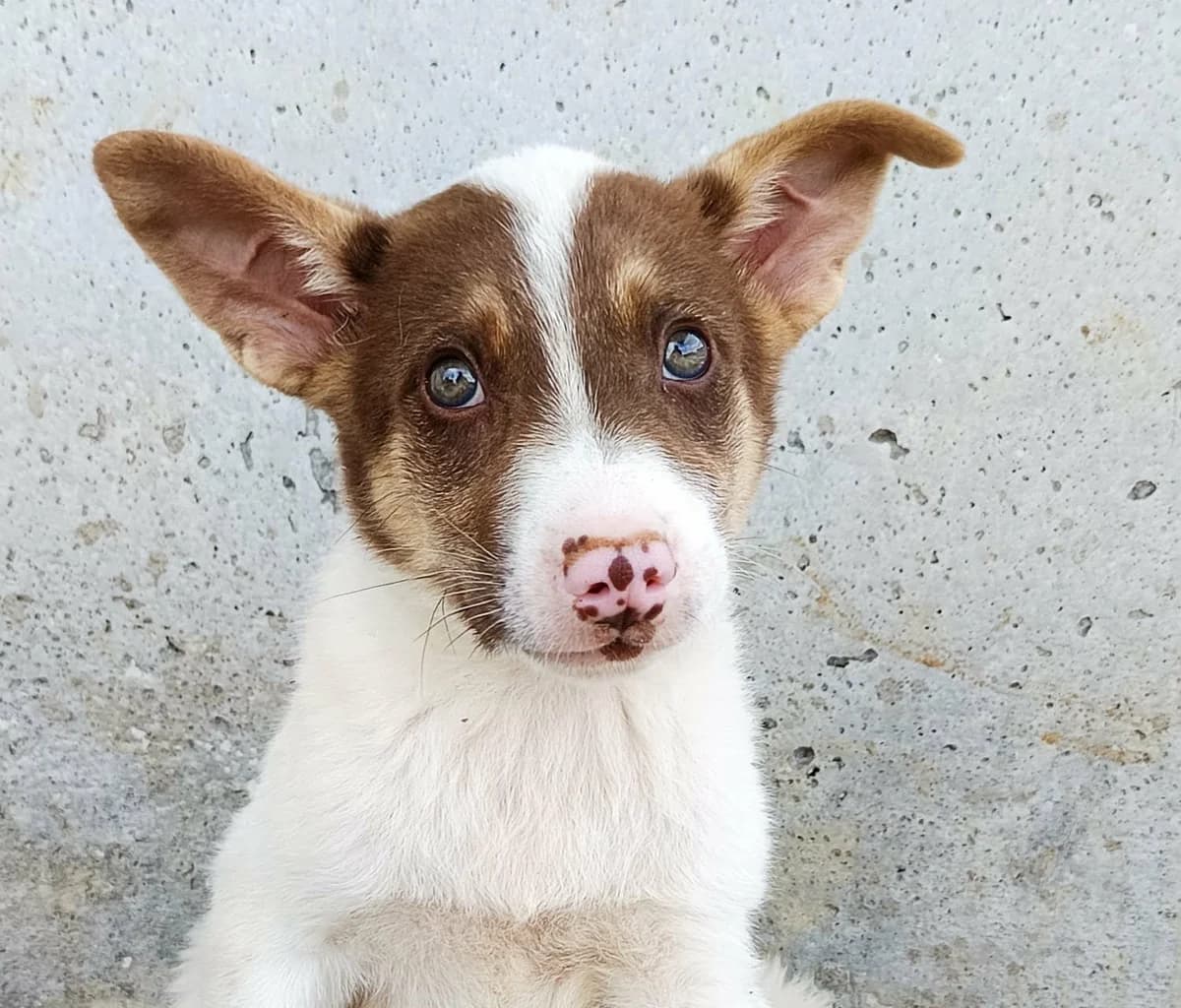 Paolo, weiß male young Mixed Breed for adoption at Seelen für Seelchen e.V., Alfter