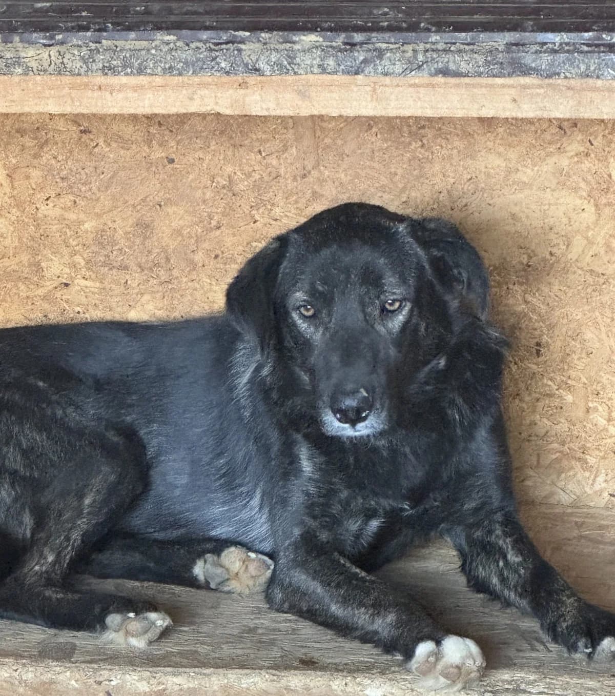 Milow S, male senior Mixed Breed for adoption at Seelen für Seelchen e.V., Alfter