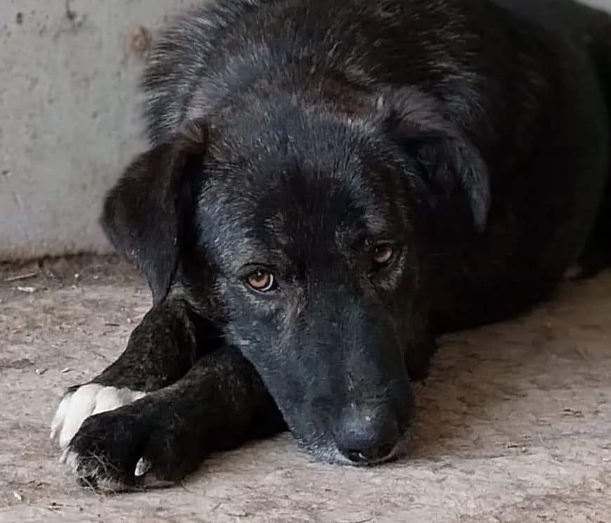 Milow S, male senior Mixed Breed for adoption at Seelen für Seelchen e.V., Alfter