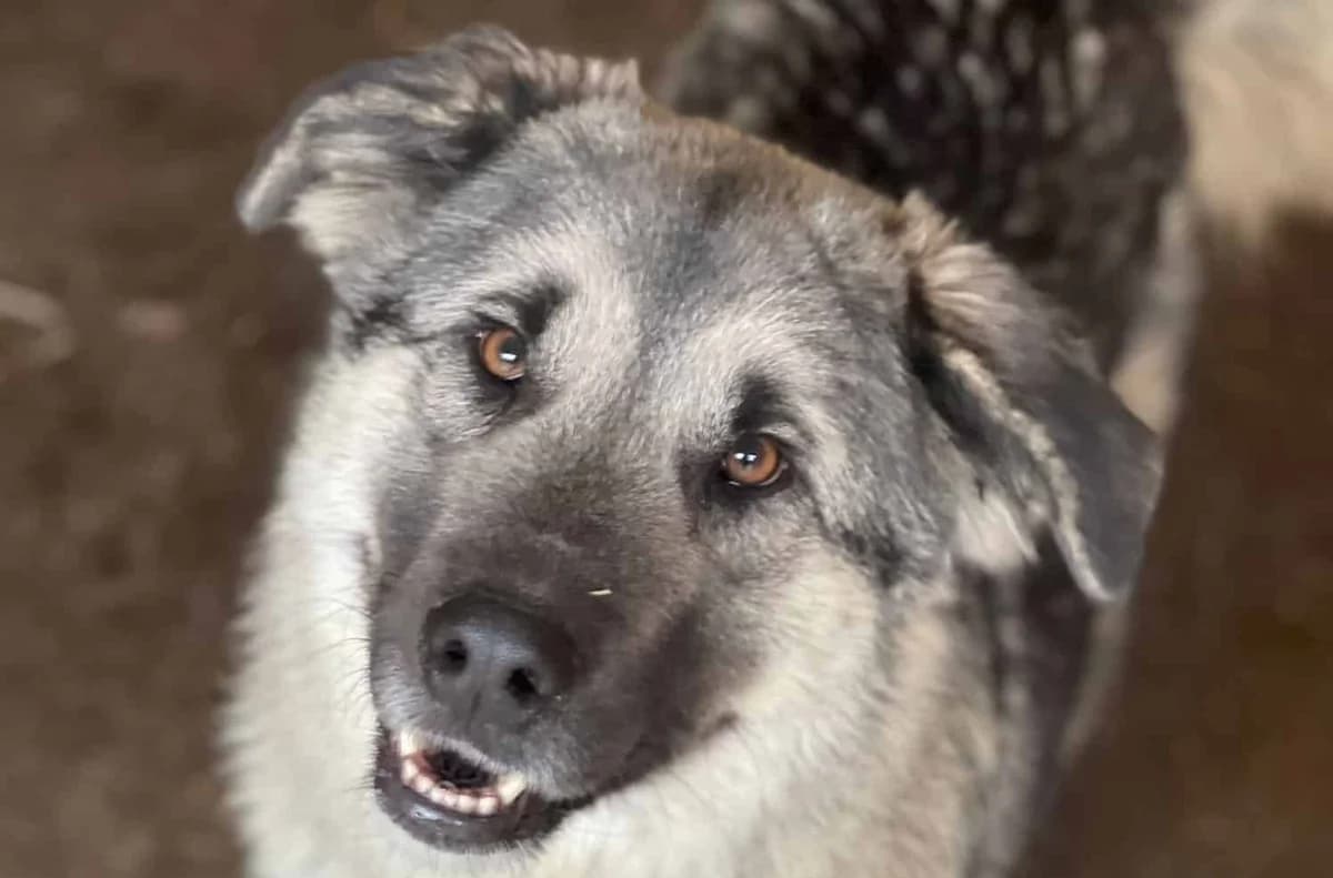 Josha, male senior Mixed Breed for adoption at Seelen für Seelchen e.V., Alfter
