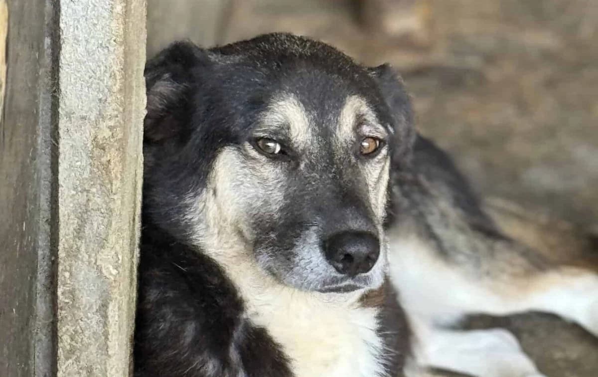 Amos, male senior Mixed Breed for adoption at Seelen für Seelchen e.V., Alfter