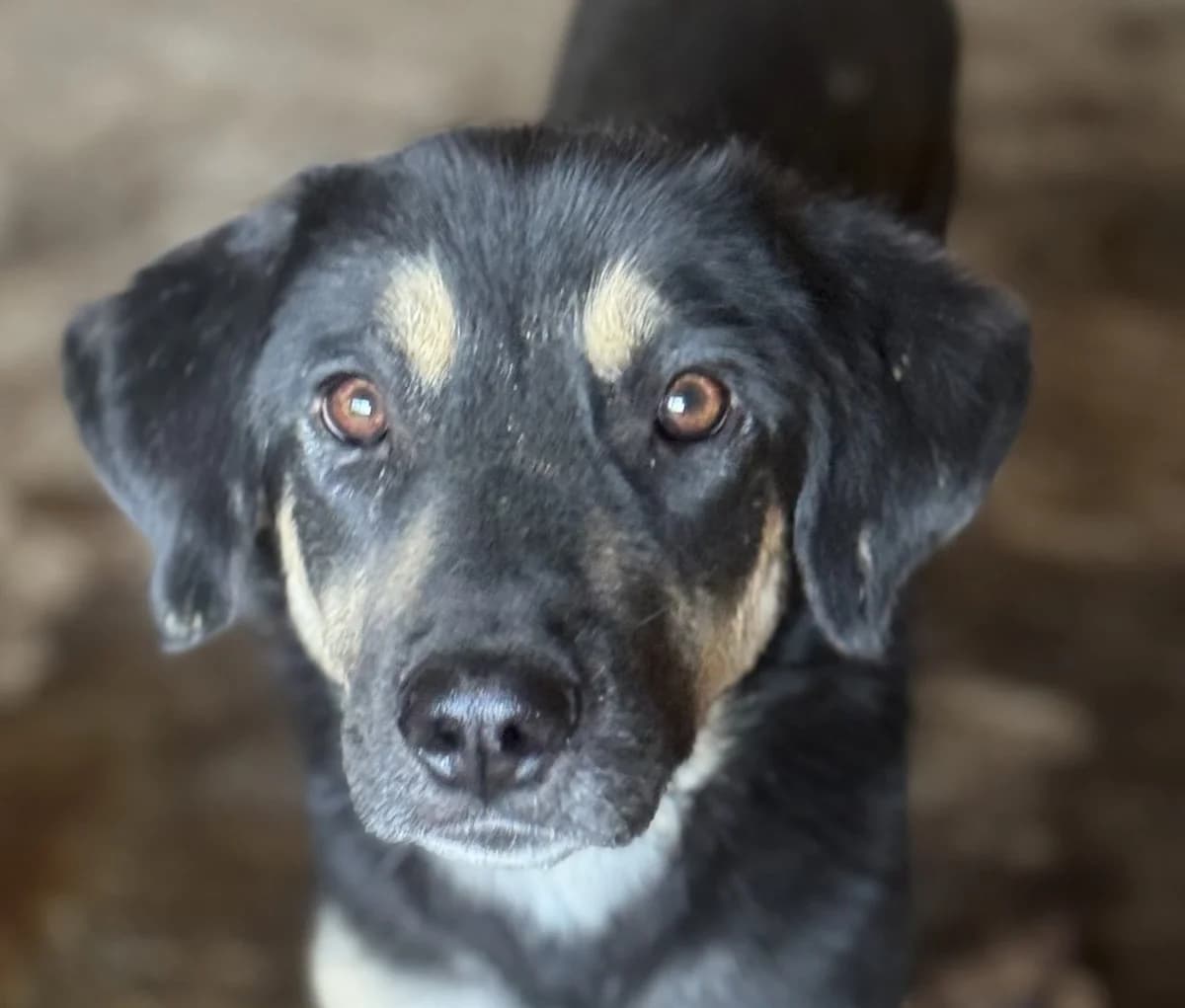 Stiles, male senior Mixed Breed for adoption at Seelen für Seelchen e.V., Alfter