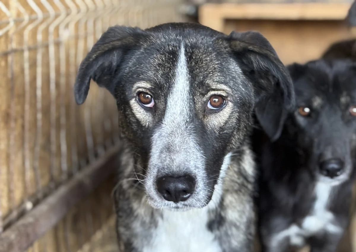Merkur, male senior Mixed Breed for adoption at Seelen für Seelchen e.V., Alfter