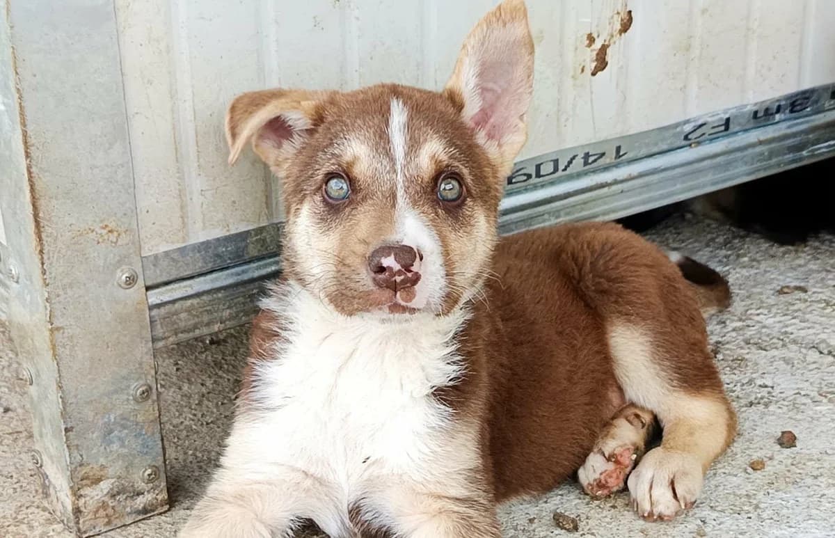 Sam J, weiß male young Mixed Breed for adoption at Seelen für Seelchen e.V., Alfter