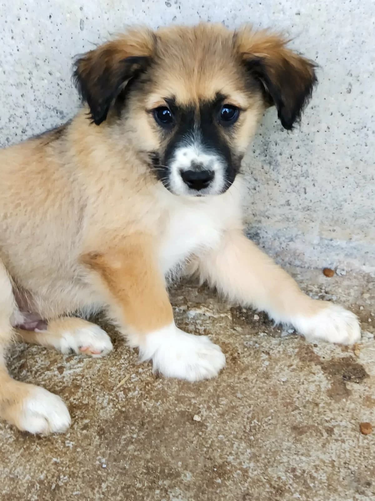 RM 34, weiß male young Mixed Breed for adoption at Seelen für Seelchen e.V., Alfter