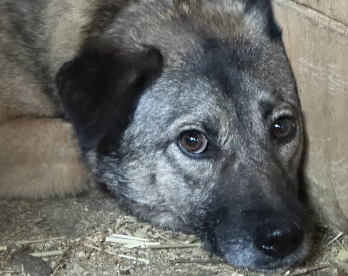 Gustav, male senior Mixed Breed for adoption at Seelen für Seelchen e.V., Alfter