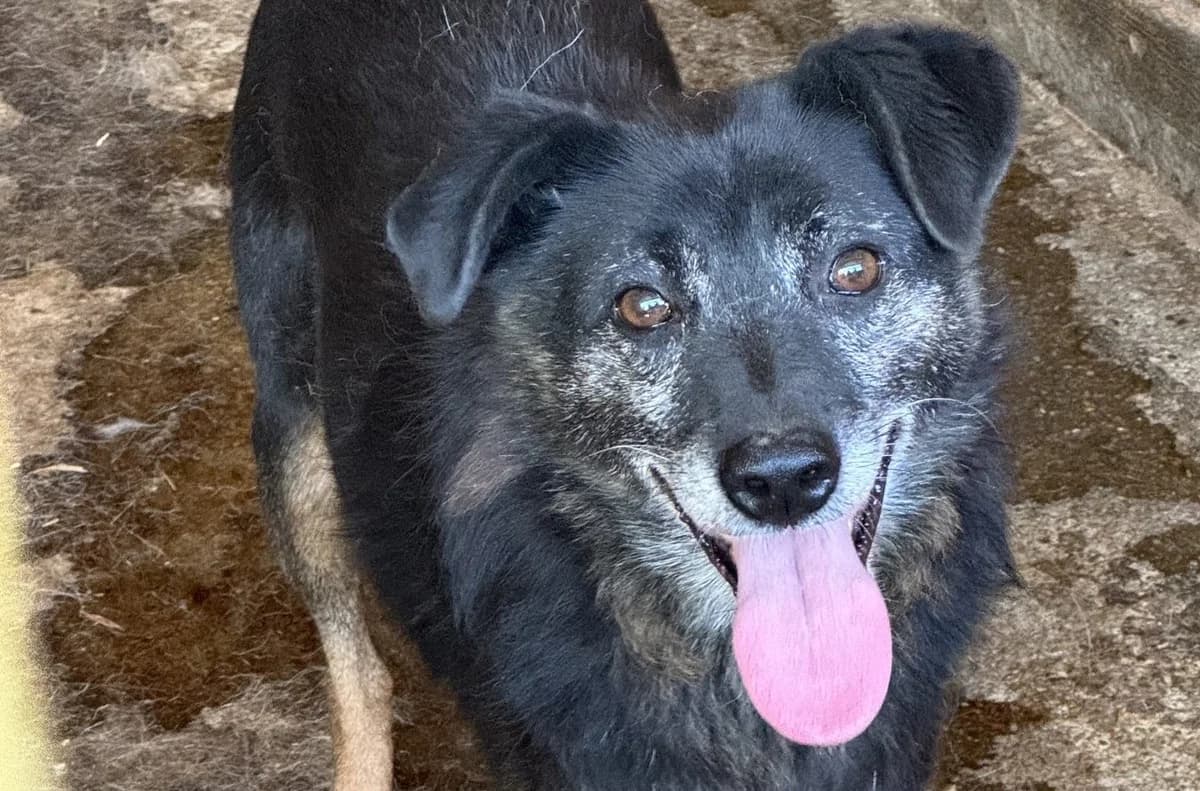 Enrico, male senior Mixed Breed for adoption at Seelen für Seelchen e.V., Alfter