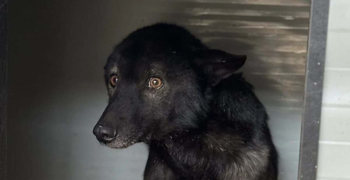 Derek, male senior Mixed Breed for adoption at Seelen für Seelchen e.V., Alfter