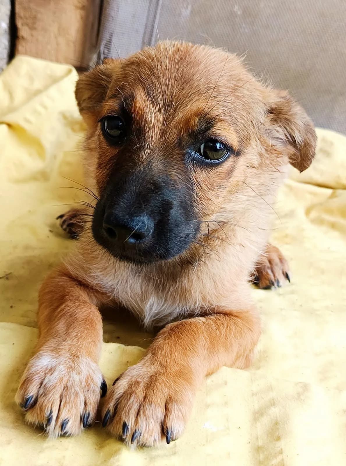 Florin, male young Mixed Breed for adoption at Seelen für Seelchen e.V., Alfter