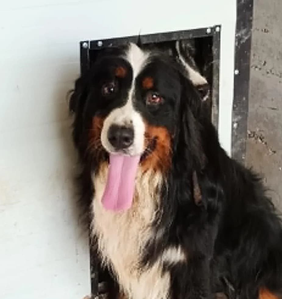 Ozzy, female senior Mixed Breed for adoption at Seelen für Seelchen e.V., Alfter