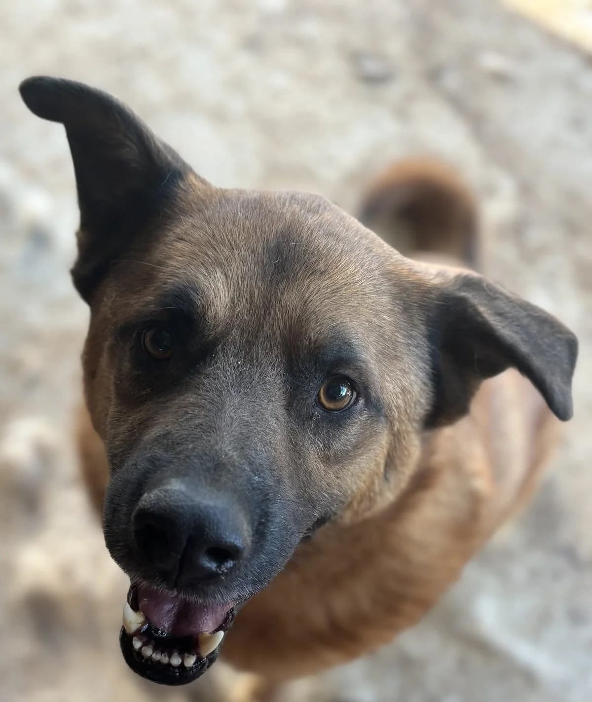 Clive, male senior Mixed Breed for adoption at Seelen für Seelchen e.V., Alfter
