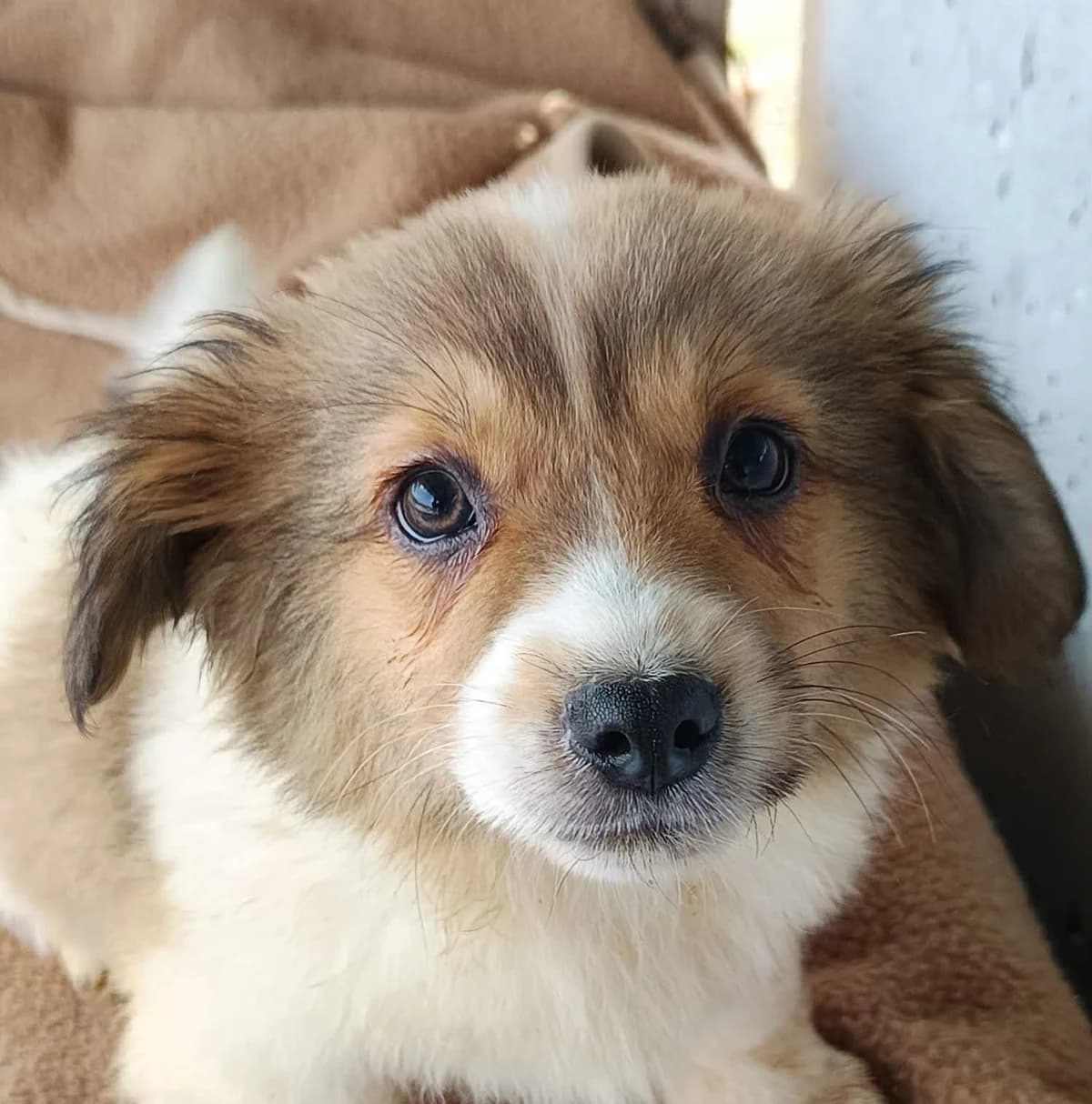 Duplo F, male young Mixed Breed for adoption at Seelen für Seelchen e.V., Alfter