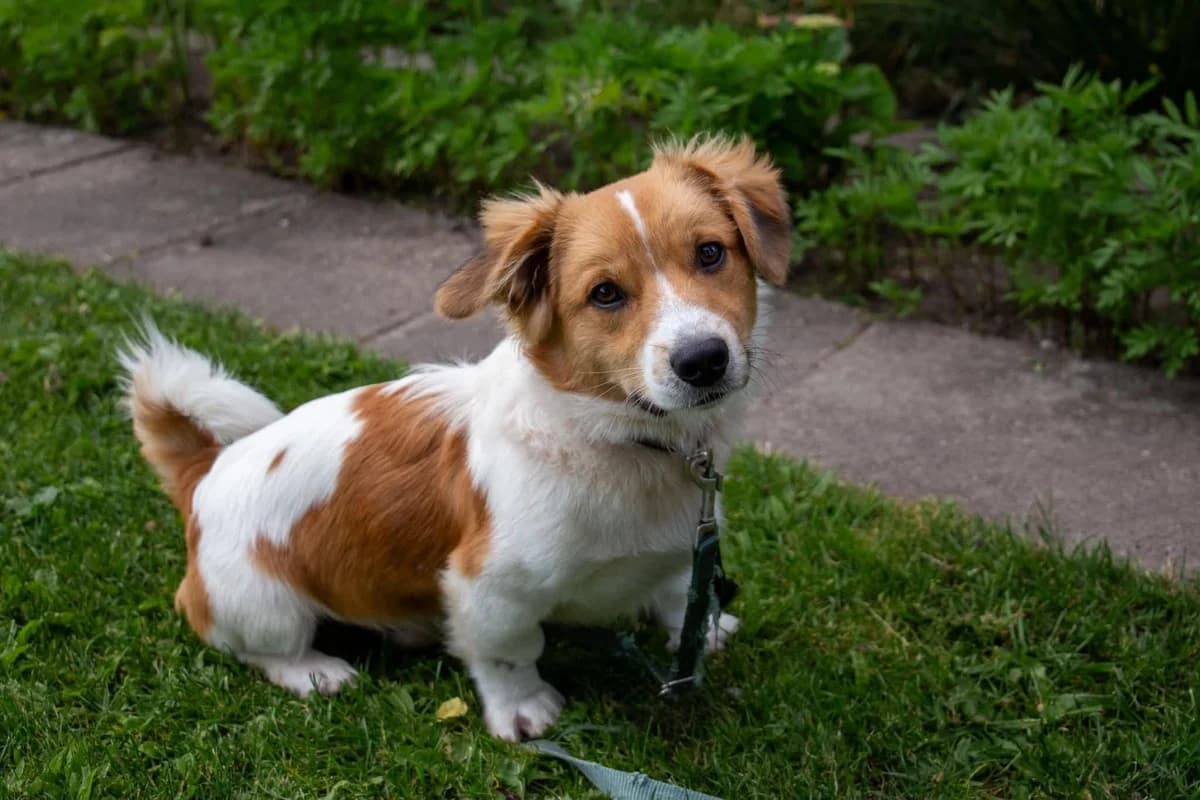 Duplo F, male young Mixed Breed for adoption at Seelen für Seelchen e.V., Alfter