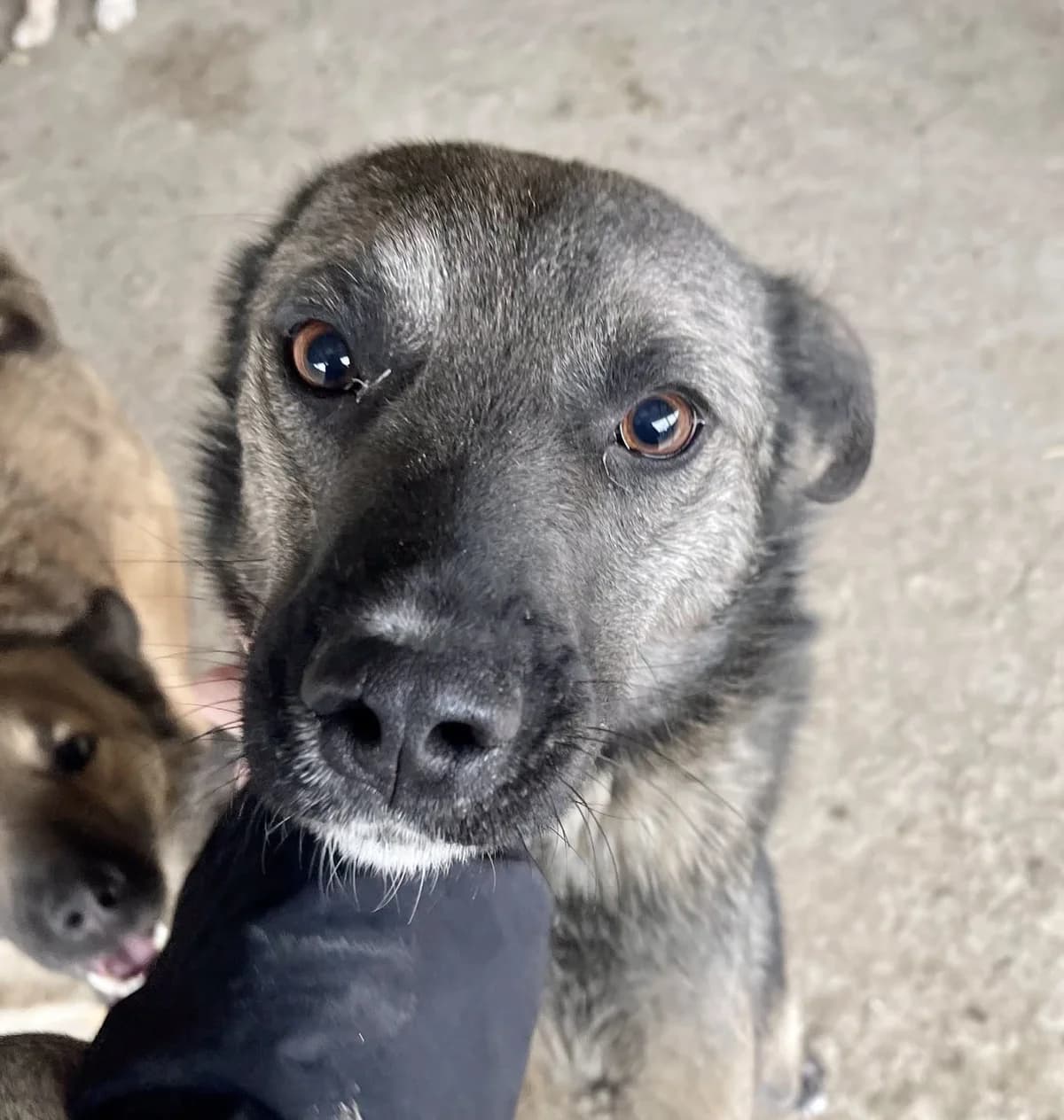 Landon, male senior Mixed Breed for adoption at Seelen für Seelchen e.V., Alfter