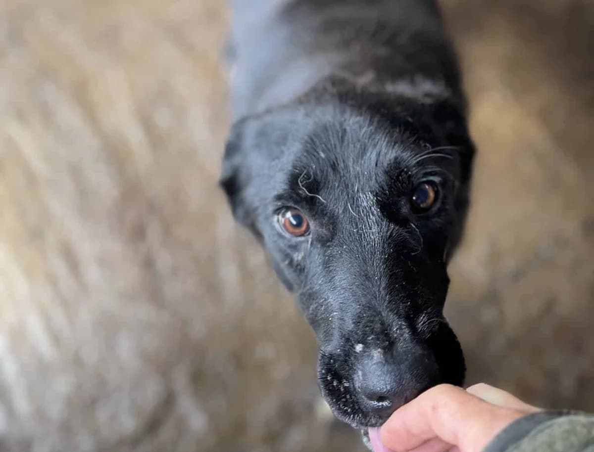 Beauty W, male senior Mixed Breed for adoption at Seelen für Seelchen e.V., Alfter