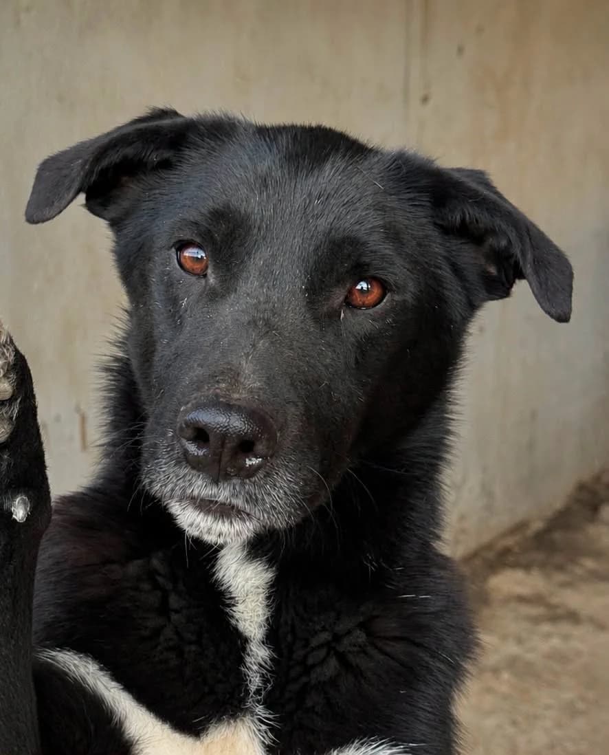 Beauty W, male senior Mixed Breed for adoption at Seelen für Seelchen e.V., Alfter