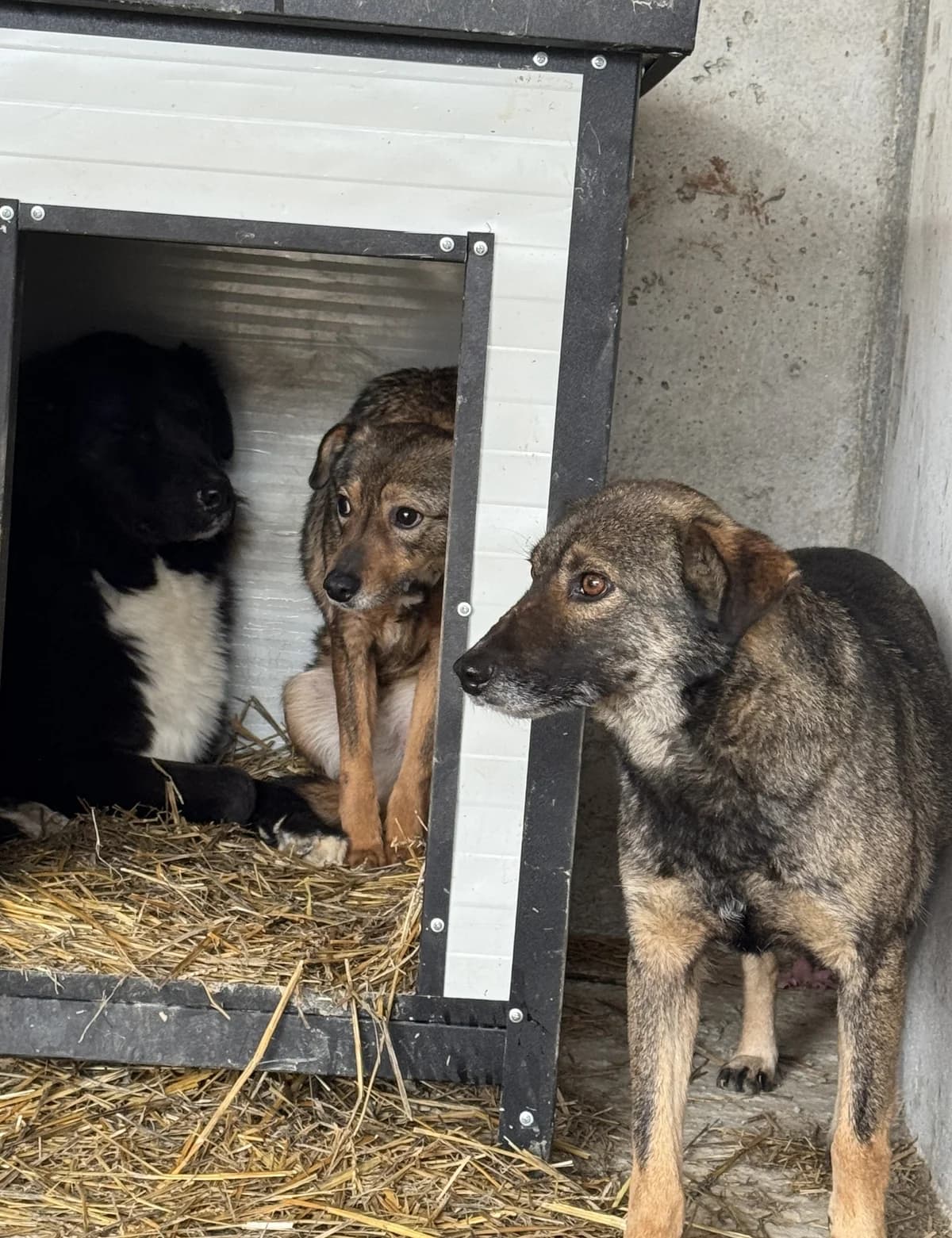 Dragos, male senior Mixed Breed for adoption at Seelen für Seelchen e.V., Alfter