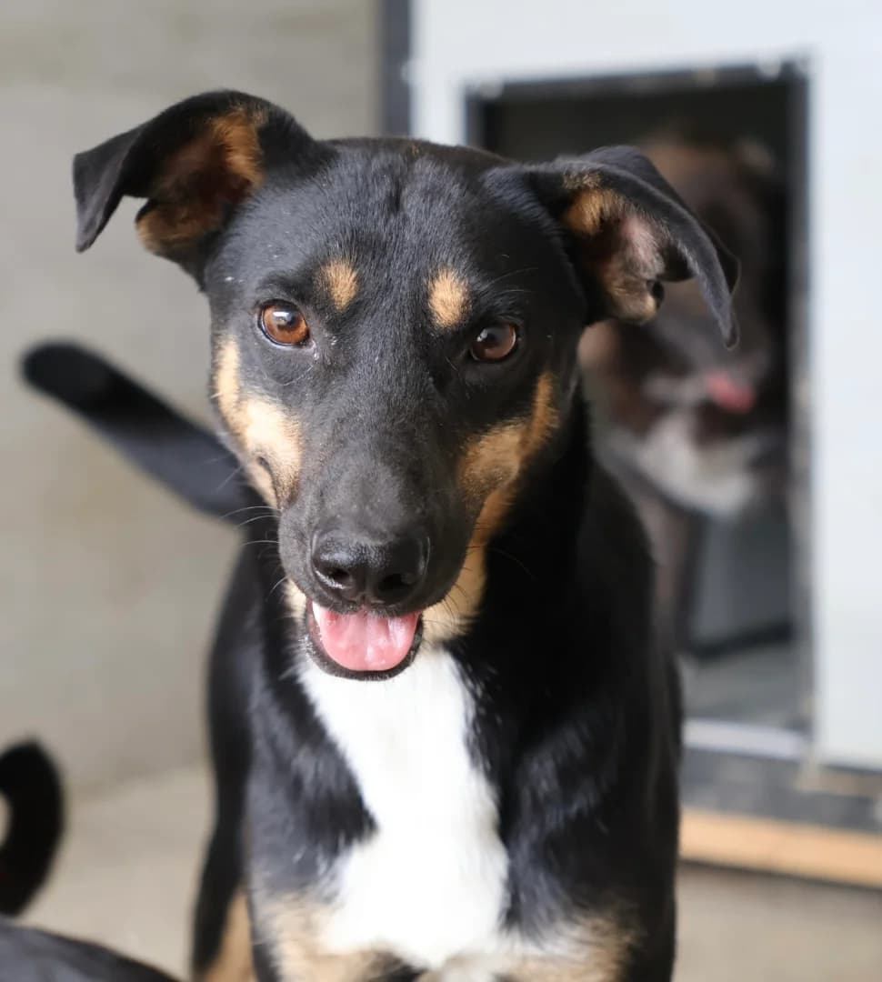 Simeon, male senior Mixed Breed for adoption at Seelen für Seelchen e.V., Alfter
