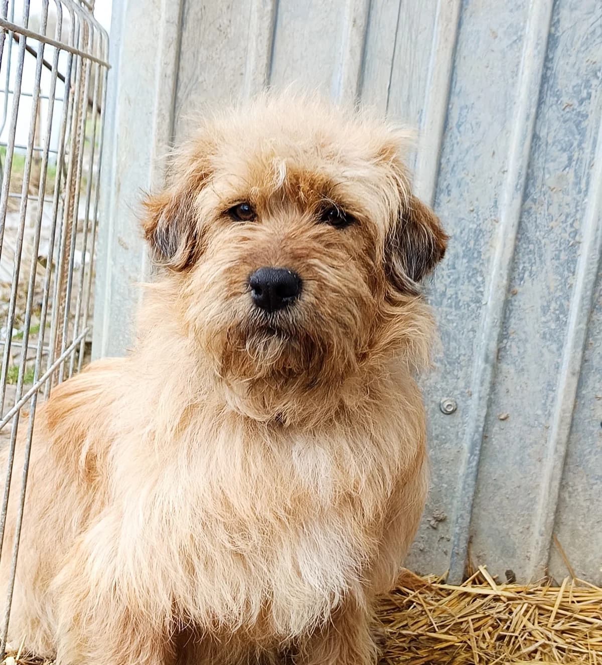 Cosy, male senior Mixed Breed for adoption at Seelen für Seelchen e.V., Alfter