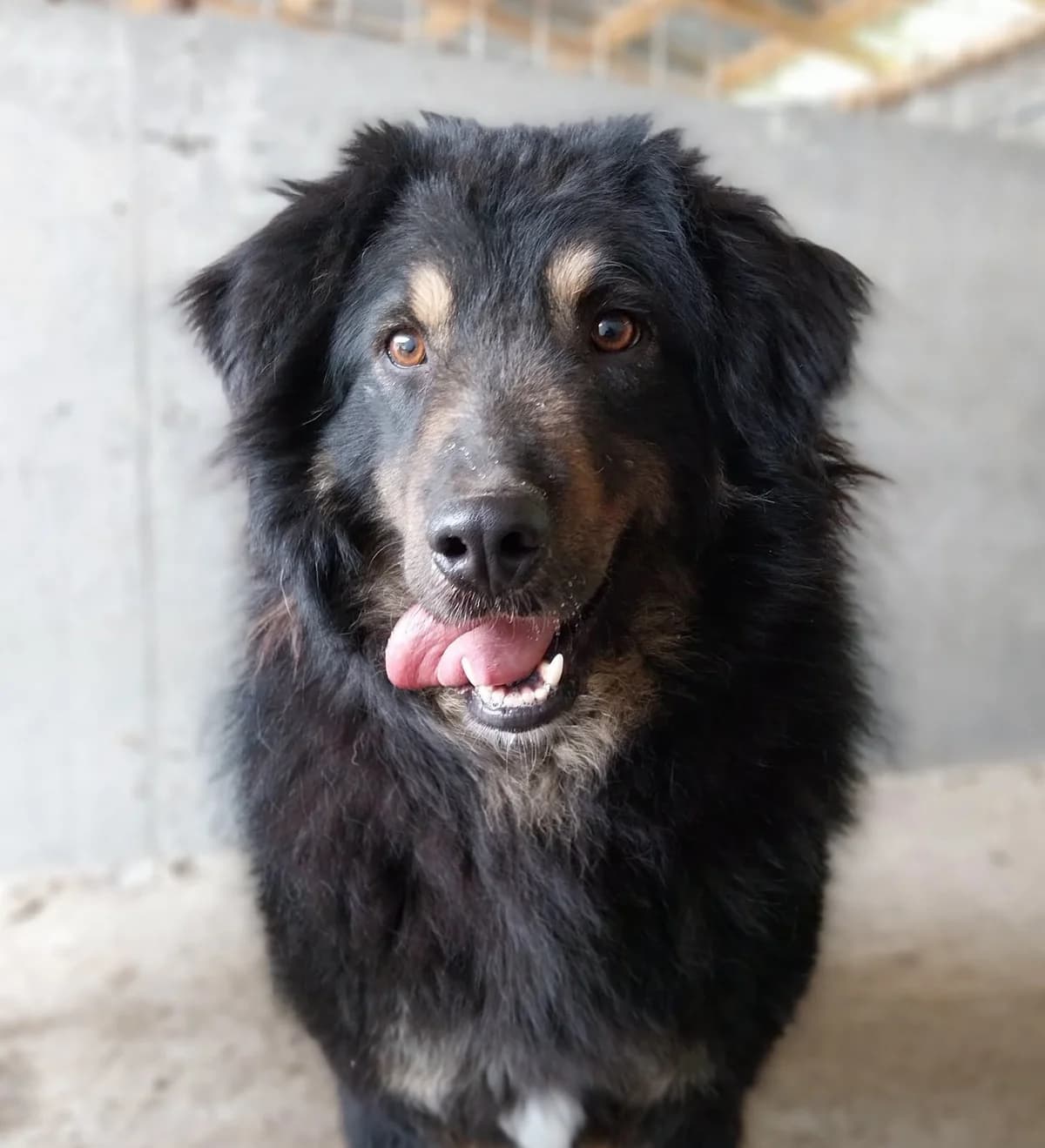 Romero, male senior Mixed Breed for adoption at Seelen für Seelchen e.V., Alfter