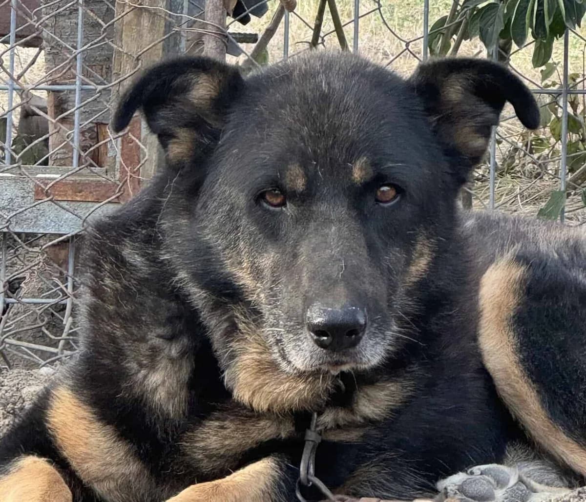Nando M, male senior Mixed Breed for adoption at Seelen für Seelchen e.V., Alfter