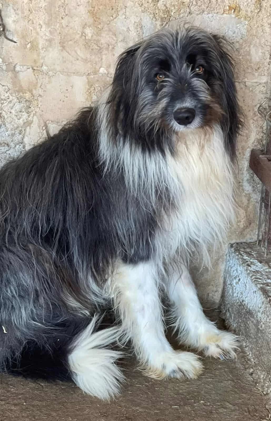 Gordie, male senior Mixed Breed for adoption at Seelen für Seelchen e.V., Alfter