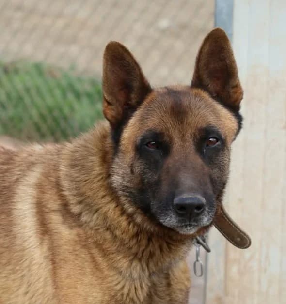 Djengo, male senior Mixed Breed for adoption at Seelen für Seelchen e.V., Alfter