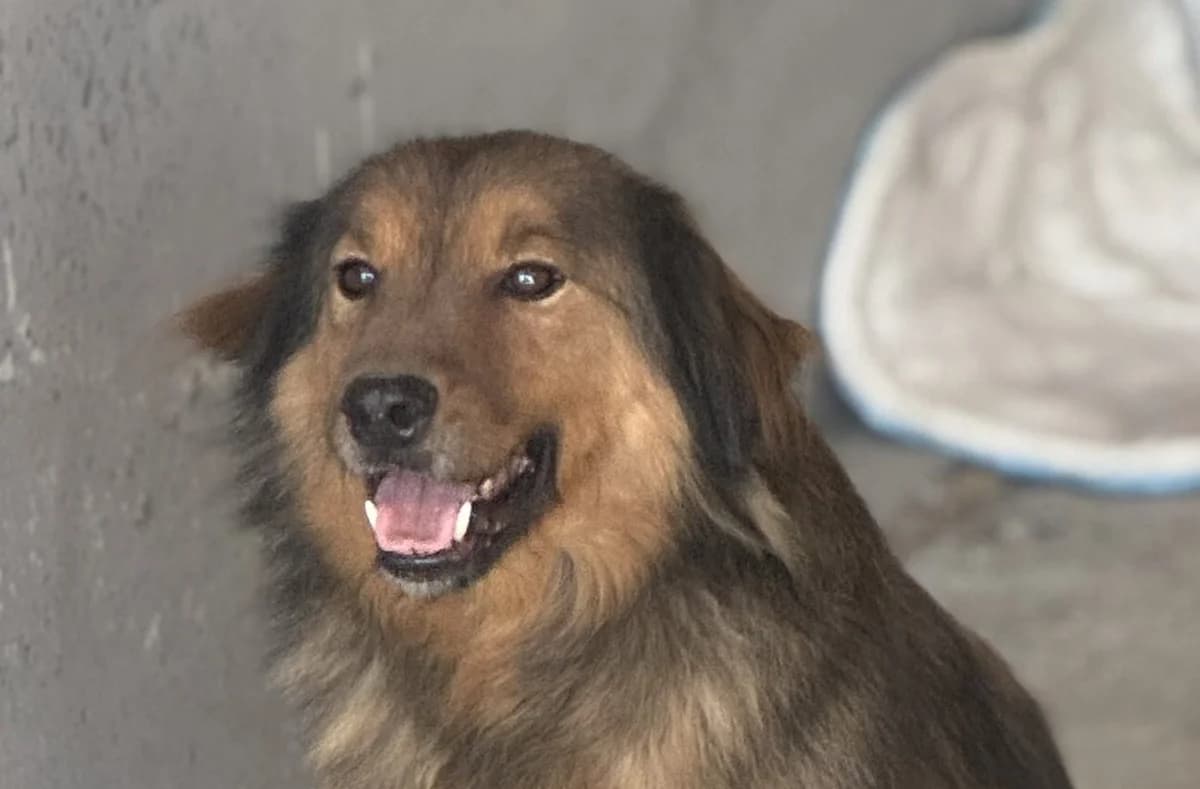 Einstein, weiß male senior Mixed Breed for adoption at Seelen für Seelchen e.V., Alfter