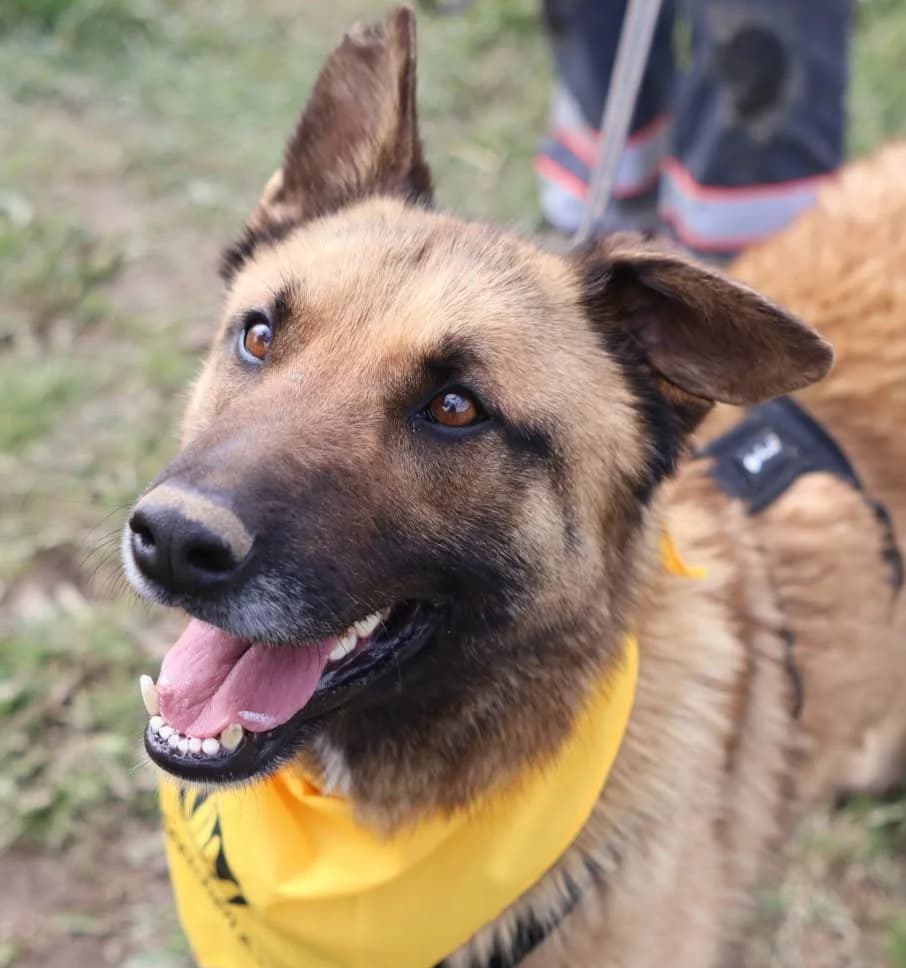 King, male senior Mixed Breed for adoption at Seelen für Seelchen e.V., Alfter