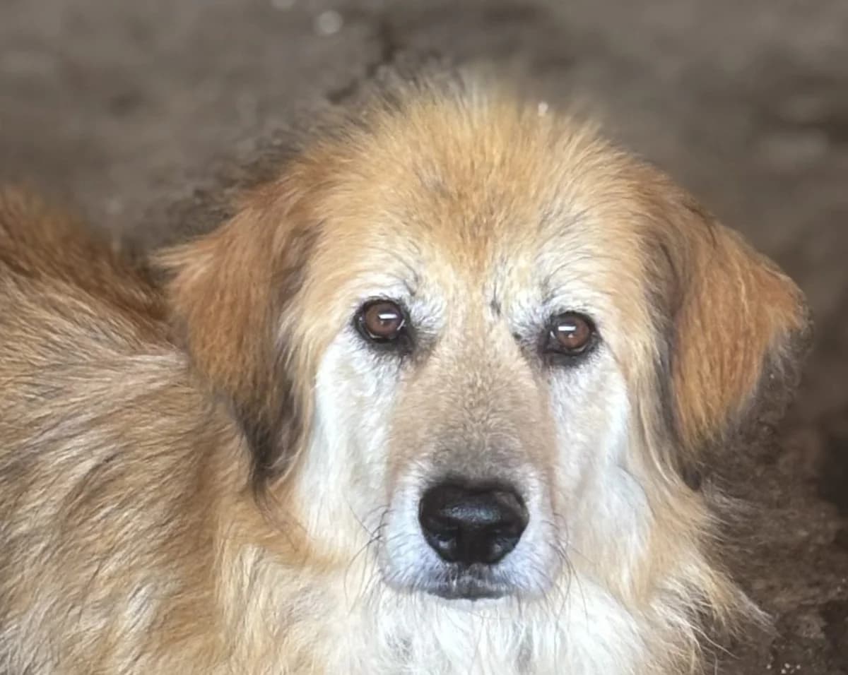 Mylo G, male senior Mixed Breed for adoption at Seelen für Seelchen e.V., Alfter