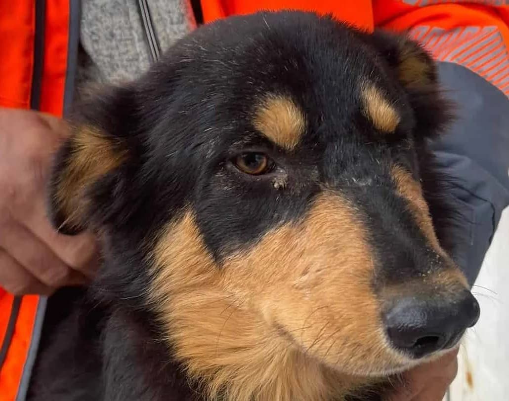 Paulo, male senior Mixed Breed for adoption at Seelen für Seelchen e.V., Alfter