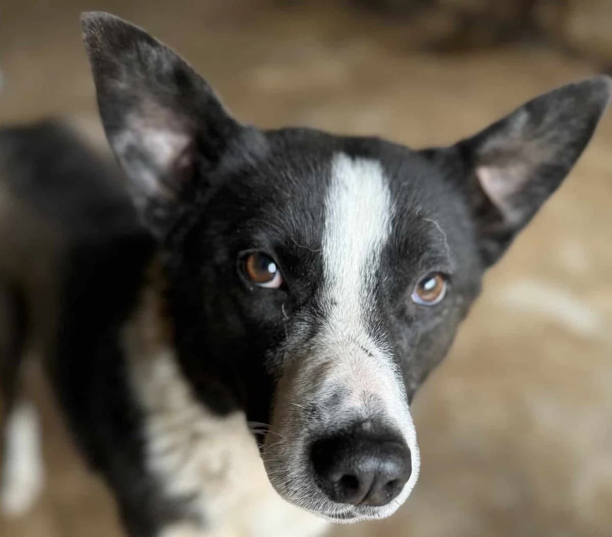 Peppino G, male senior Mixed Breed for adoption at Seelen für Seelchen e.V., Alfter