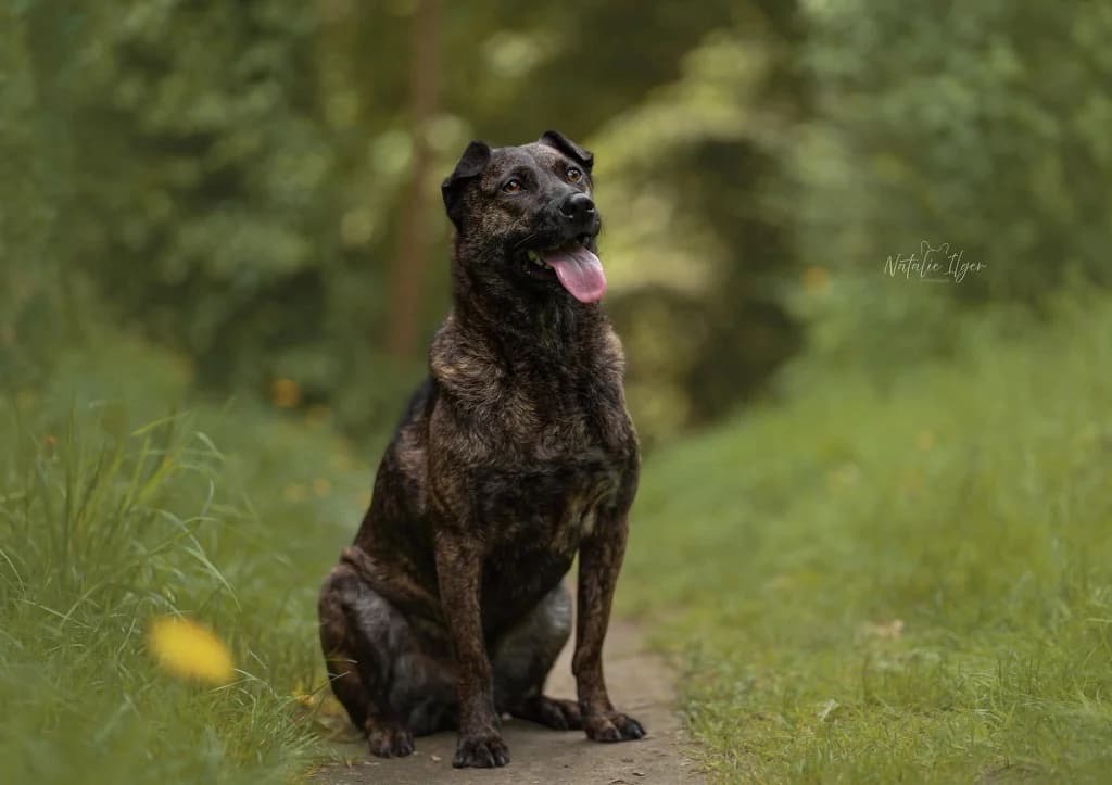 Rosa R, female 5yo Mixed Breed for adoption at Seelen für Seelchen e.V., Alfter