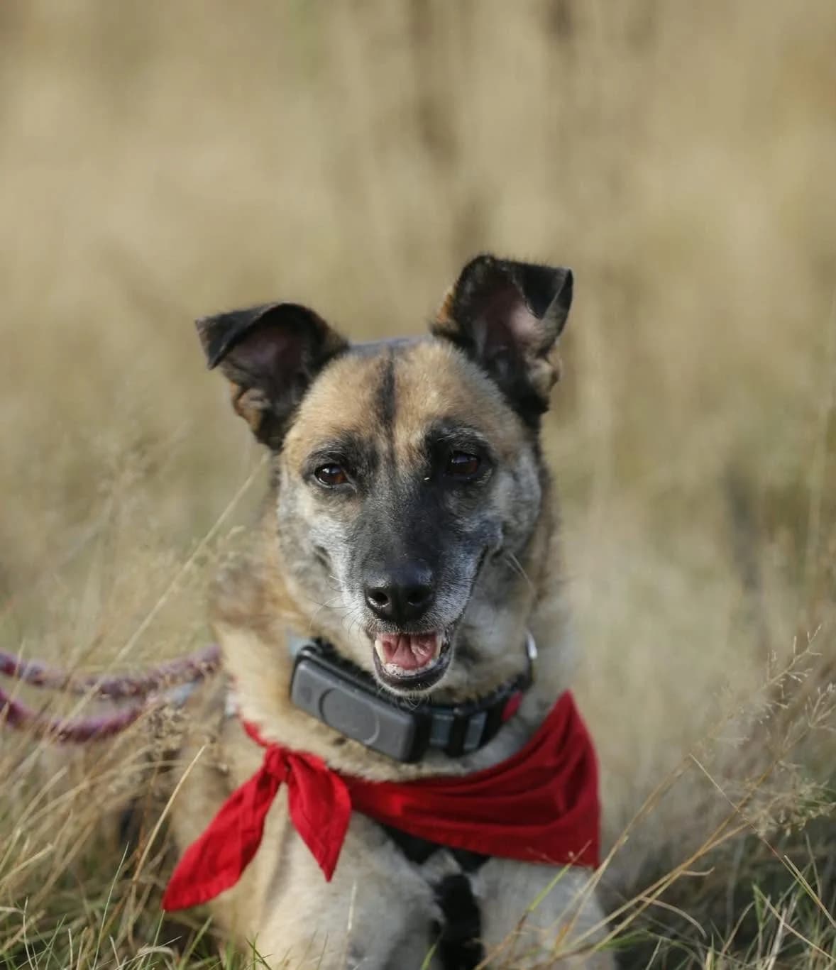 Rose S, female senior Mixed Breed for adoption at Seelen für Seelchen e.V., Alfter