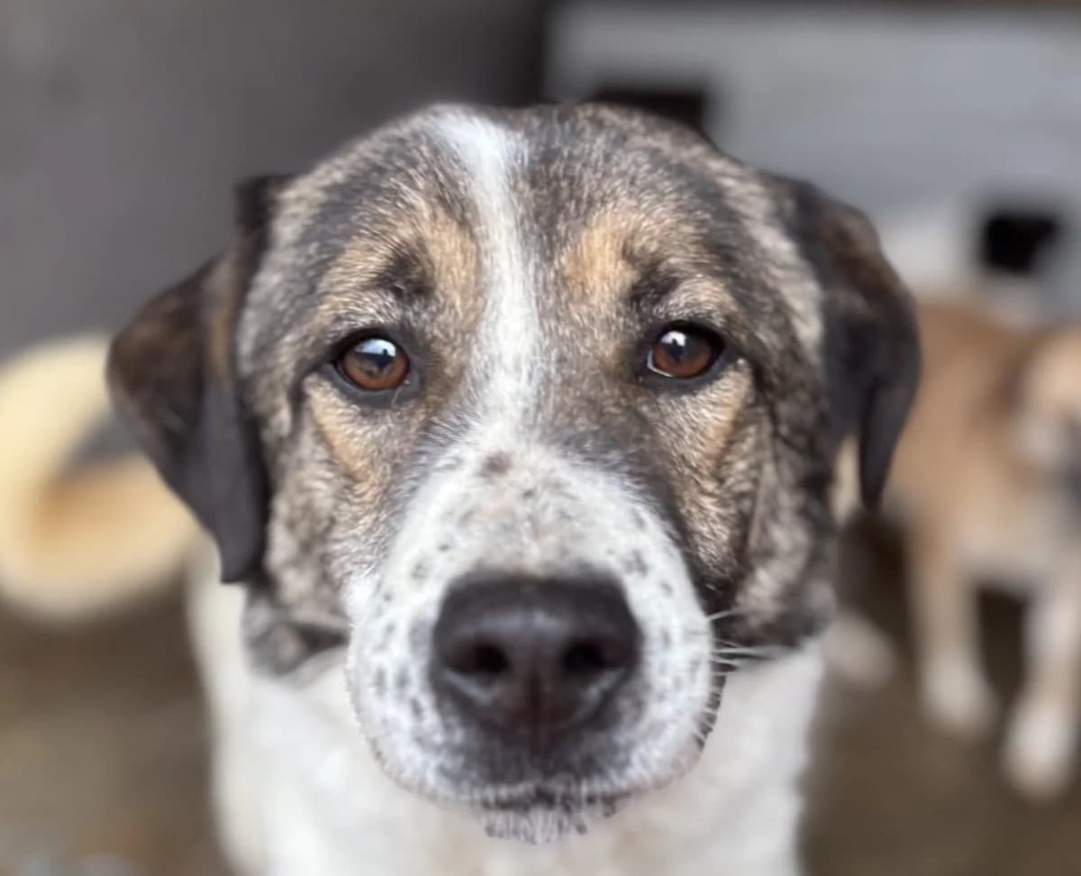 Maya B, braun female senior Mixed Breed for adoption at Seelen für Seelchen e.V., Alfter