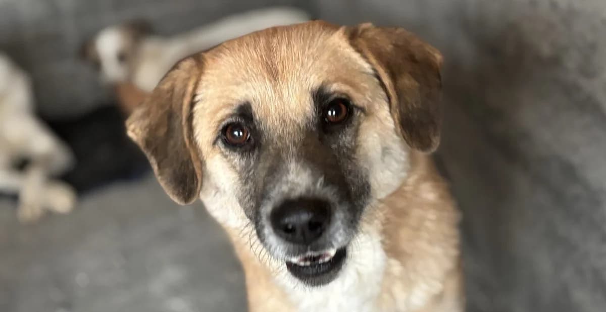 Nancy, sand female senior Mixed Breed for adoption at Seelen für Seelchen e.V., Alfter