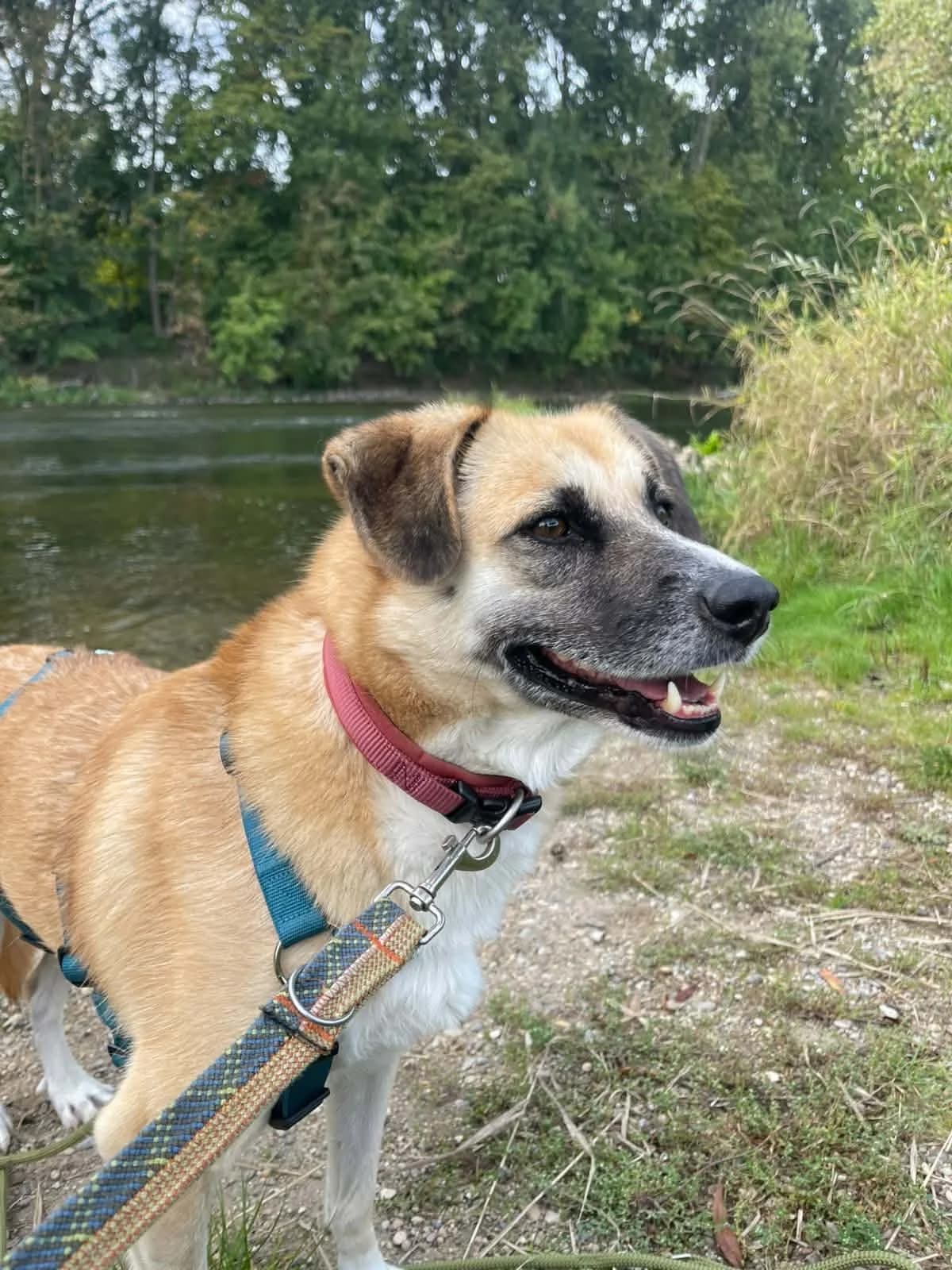 Nancy, sand female senior Mixed Breed for adoption at Seelen für Seelchen e.V., Alfter