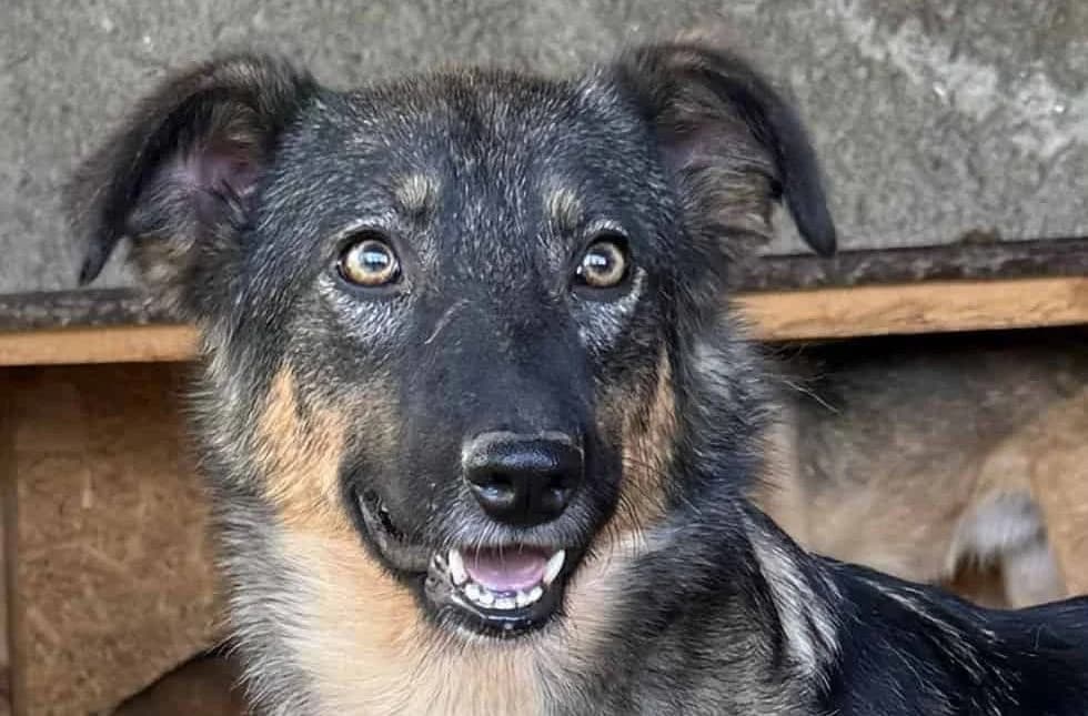 Trisha, female senior Mixed Breed for adoption at Seelen für Seelchen e.V., Alfter