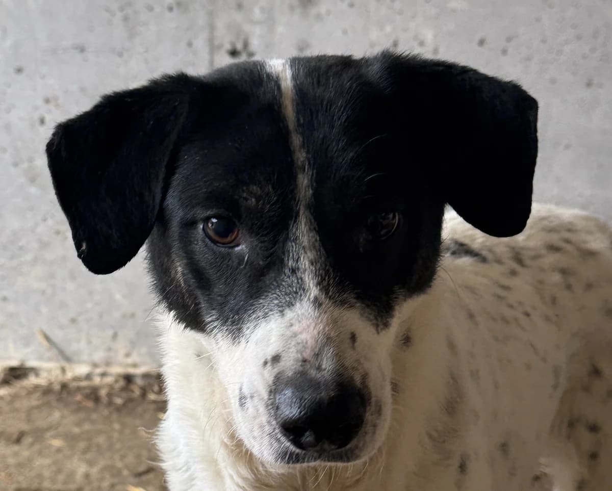 Whoopi, female senior Mixed Breed for adoption at Seelen für Seelchen e.V., Alfter