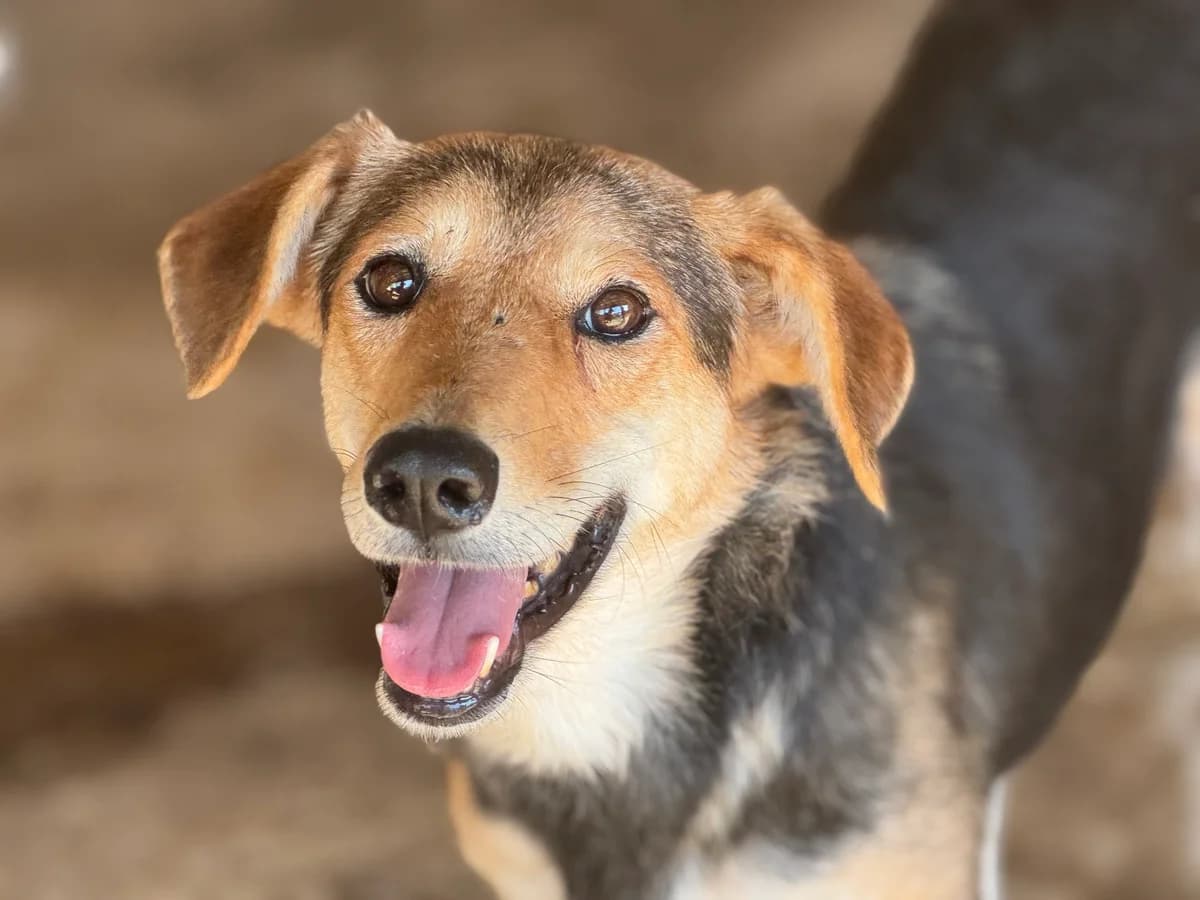 Era, female senior Mixed Breed for adoption at Seelen für Seelchen e.V., Alfter