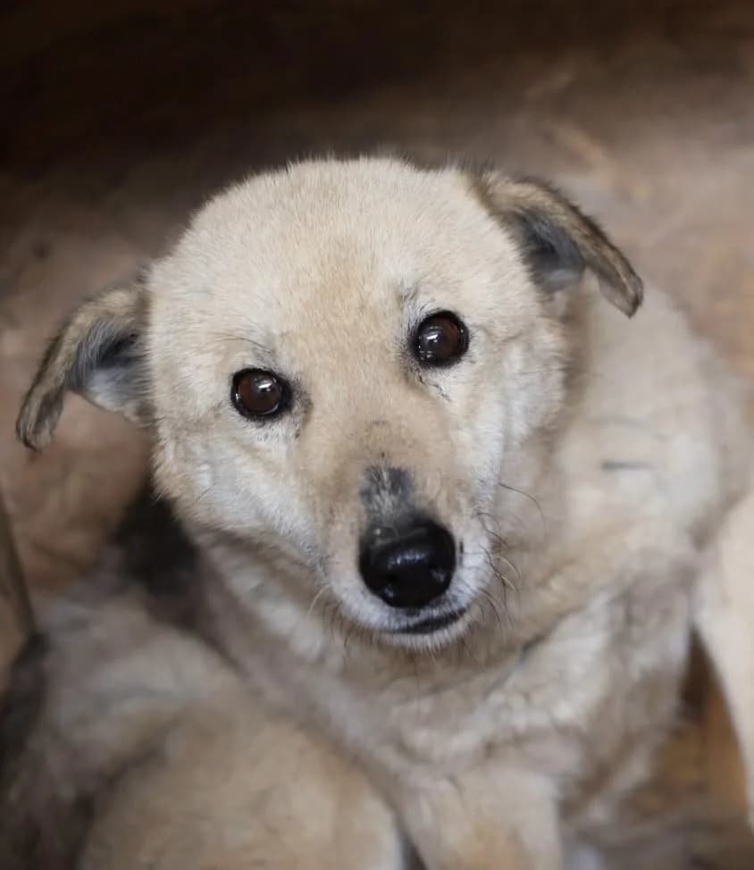 Skadi F, female senior Mixed Breed for adoption at Seelen für Seelchen e.V., Alfter