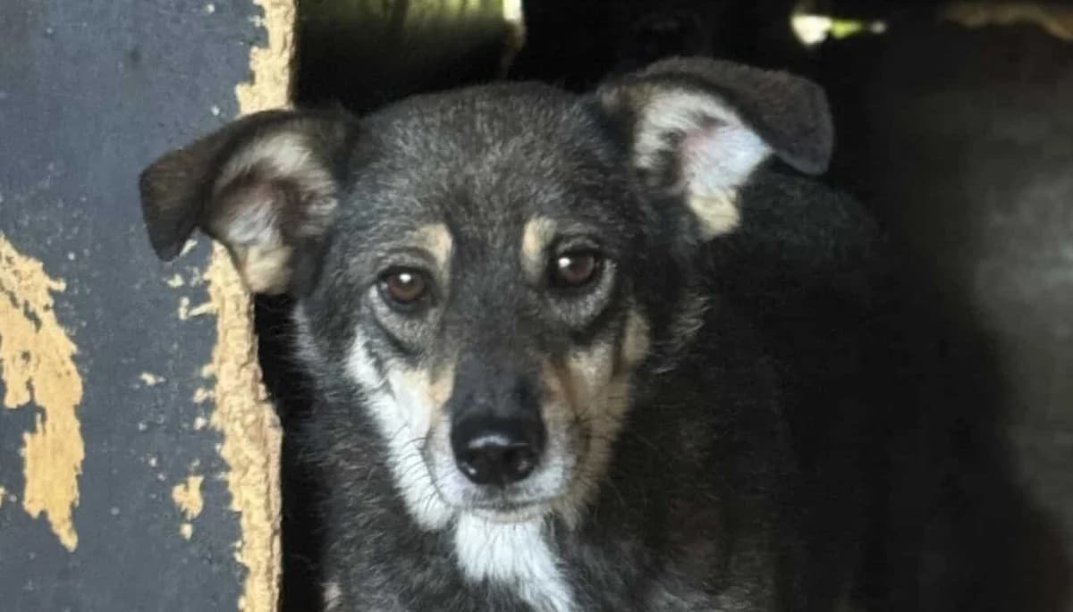 Jazzy K, female senior Mixed Breed for adoption at Seelen für Seelchen e.V., Alfter
