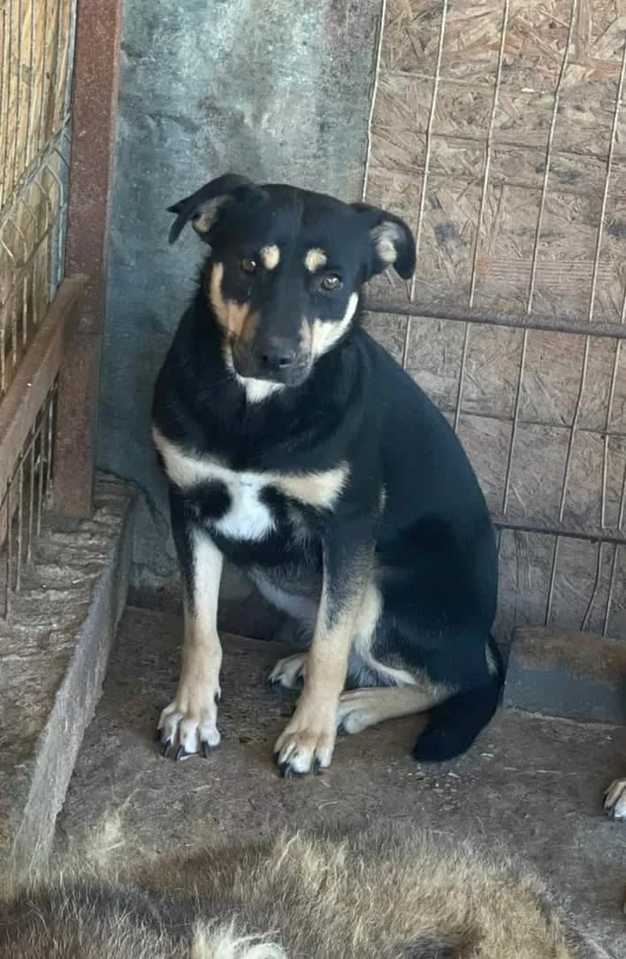 Kyra G, female senior Mixed Breed for adoption at Seelen für Seelchen e.V., Alfter