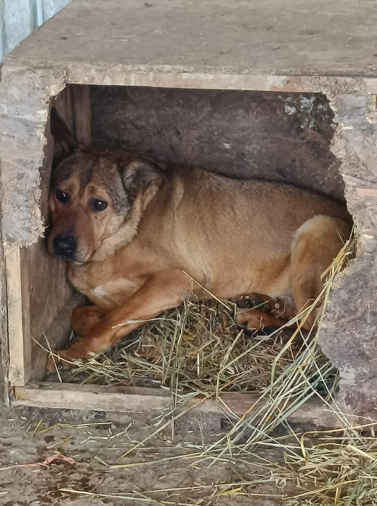 Ella G, female senior Mixed Breed for adoption at Seelen für Seelchen e.V.