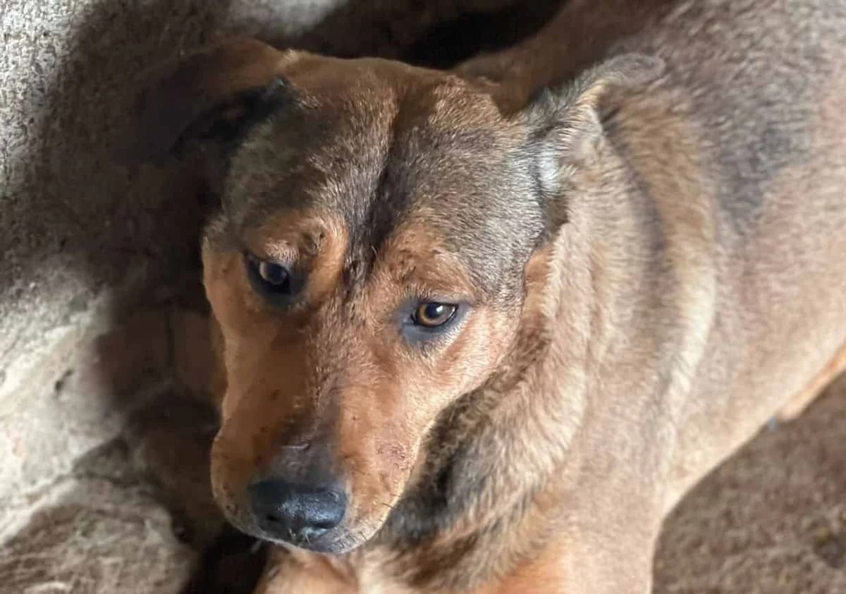 Ella G, female senior Mixed Breed for adoption at Seelen für Seelchen e.V., Alfter